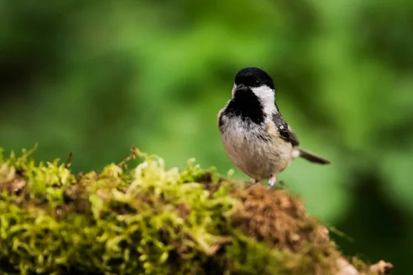 Coal Tit Her Environment Her Latin Name Periparus Ater — стокове фото