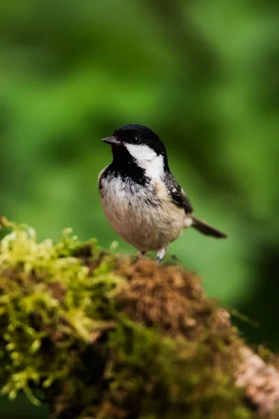 Coal Tit Her Environment Her Latin Name Periparus Ater — стокове фото