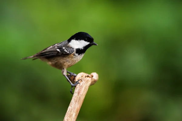 Coal Tit Her Environment Her Latin Name Periparus Ater — стокове фото