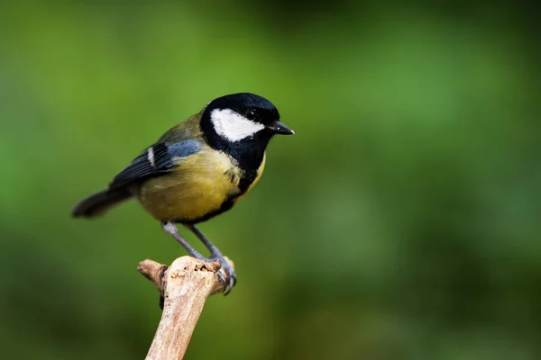 Gran Teta Entorno Nombre Latín Parus Major —  Fotos de Stock