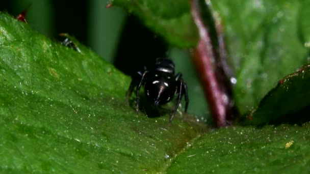 Saltador Sol Comum Seu Ambiente Seu Nome Latino Heliophanus Flavipes — Vídeo de Stock