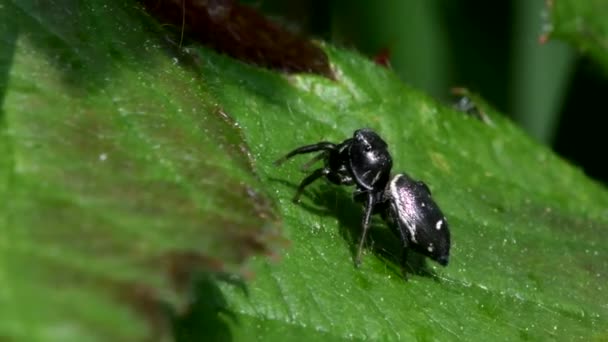Common Sun-jumper in his environment. His Latin name is Heliophanus flavipes. — Stock Footage Common Sun Jumper His Environment His Latin Name Heliophanus Flavipes Royalty Free Stock Footage