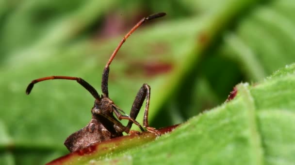 Dock Bug Zijn Omgeving Zijn Latijnse Naam Coreus Marginatus — Stockvideo