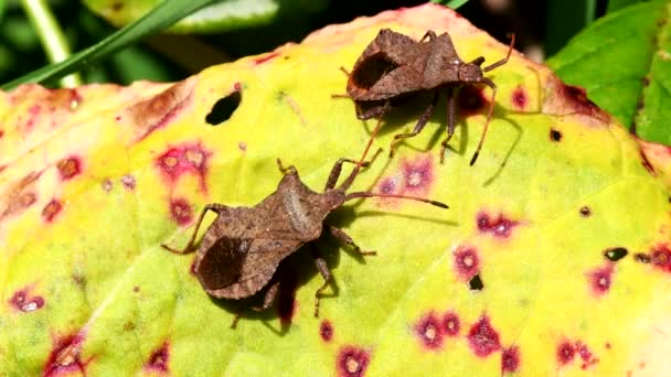 Dock Bug Swoim Otoczeniu Jego Łacińskie Imię Coreus Marginatus — Wideo stockowe