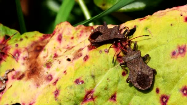 Dock Bug Svém Prostředí Jeho Latinské Jméno Coreus Marginatus — Stock video