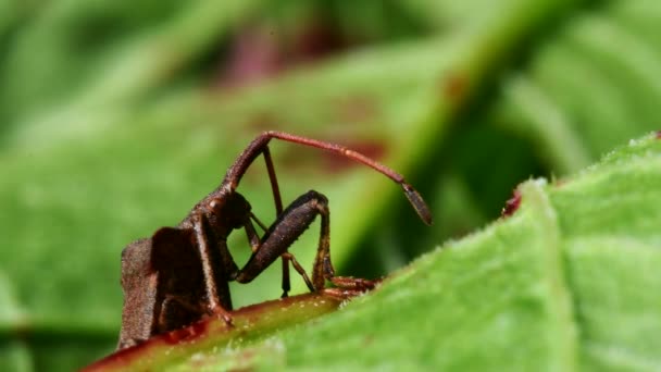 Dock Bug Zijn Omgeving Zijn Latijnse Naam Coreus Marginatus — Stockvideo