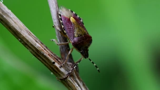 Τριχωτή Shieldbug Στο Περιβάλλον Του Λατινικό Του Όνομα Είναι Dolycoris — Αρχείο Βίντεο