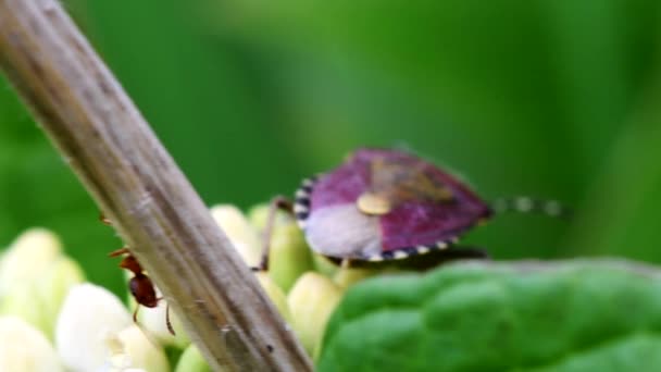 Peludo Shieldbug Formiga Ambiente Seu Nome Latino Dolycoris Baccarum — Vídeo de Stock