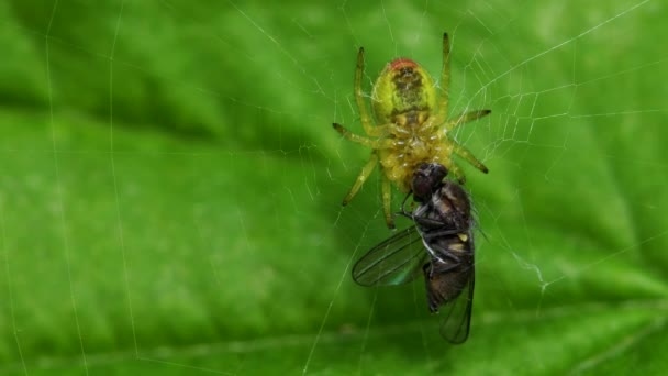 Ragno Verde Cetriolo Ragno Verde Cetriolo Con Preda Suo Nome — Video Stock