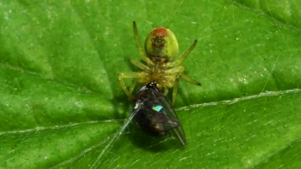 Cucumber Green Spider or Cucumber Green Orb Spider with prey. Her Latin name is Araniella cucurbitina. — Stock Footage Cucumber Green Spider Cucumber Green Orb Spider Prey Her Latin Stock Footage