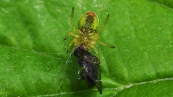 Gurkengrüne Spinne Oder Gurkengrüne Spinne Mit Beute Ihr Lateinischer Name — Stockvideo