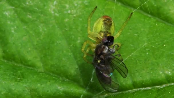 黄瓜绿色蜘蛛或黄瓜绿色圆球蜘蛛与猎物 她的拉丁文名叫Araniella Cucurbitina — 图库视频影像