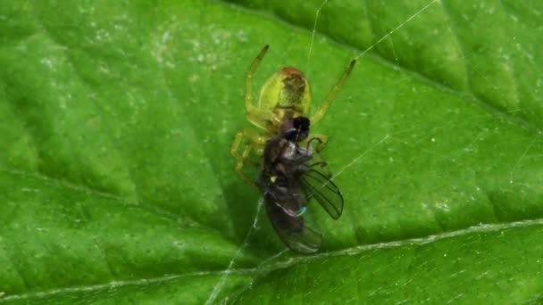 Cucumber Green Spider or Cucumber Green Orb Spider with prey. Her Latin name is Araniella cucurbitina. — Stock Footage Cucumber Green Spider Cucumber Green Orb Spider Prey Her Latin Video Clip