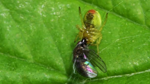Αγγούρι Πράσινη Αράχνη Αγγούρι Πράσινη Σφαίρα Θήραμα Λατινικό Της Όνομα — Αρχείο Βίντεο