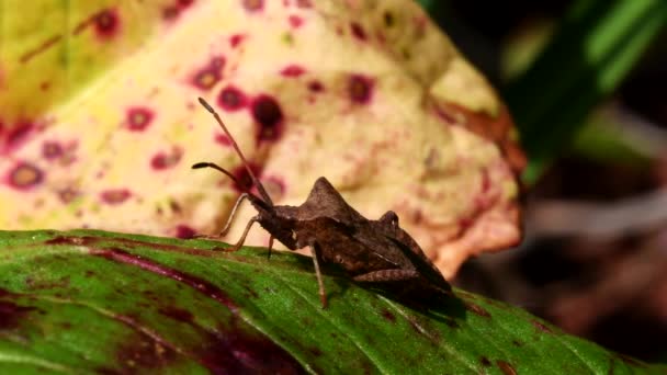 Dock Bug Στο Περιβάλλον Του Λατινικό Του Όνομα Είναι Coreus — Αρχείο Βίντεο