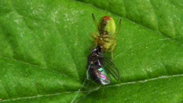 Cucumber Green Spider or Cucumber Green Orb Spider with prey. Her Latin name is Araniella cucurbitina. — Stock Footage Cucumber Green Spider Cucumber Green Orb Spider Prey Her Latin Royalty Free Stock Footage