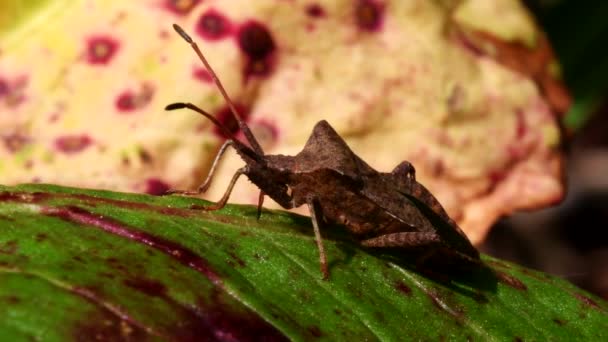 Dock Bug Entorno Nombre Latín Coreus Marginatus — Vídeos de Stock