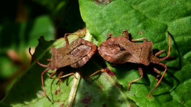 Dock Buggar Kopulation Ett Blad Hans Latinska Namn Coreus Marginatus — Stockvideo