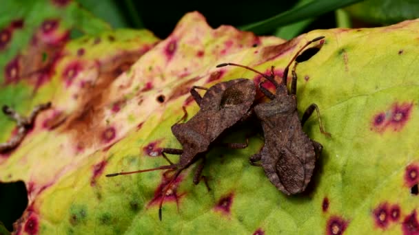 Dock Bugs Cópula Seu Nome Latino Coreus Marginatus — Vídeo de Stock