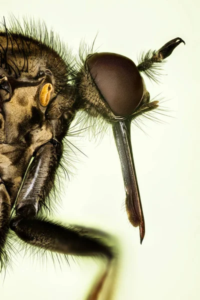 Makrofokus Stapeln Porträt Von Dance Fly Ihr Lateinischer Name Ist — Stockfoto