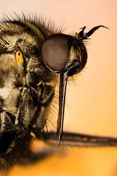 Makró Fókusz Egymásra Portré Dance Fly Latin Neve Empis Livida — Stock Fotó