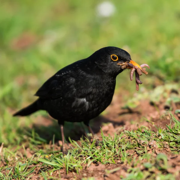 Padre Premuroso Maschio Blackbird Con Vermi Nel Becco Suo Nome — Foto Stock