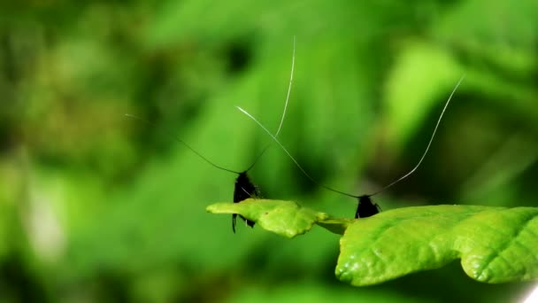 Zielona Moth Longhorn Dowód Miłości Łacińskie Imię Adela Reaumurella — Wideo stockowe