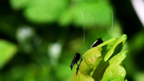 Green Longhorn Moth Dence Love Латинское Имя Адела Реаумурелла — стоковое видео