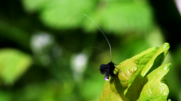 Green Longhorn Moth Kärlek Det Latinska Namnet Adela Reaumurella — Stockvideo