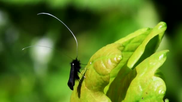 Groene Langhoornvlinder Vorm Van Liefde Latijnse Naam Adela Reaumurella — Stockvideo