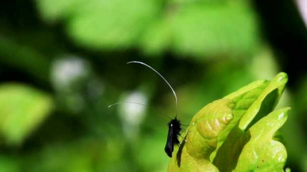 Green Longhorn Moth Kärlek Det Latinska Namnet Adela Reaumurella — Stockvideo