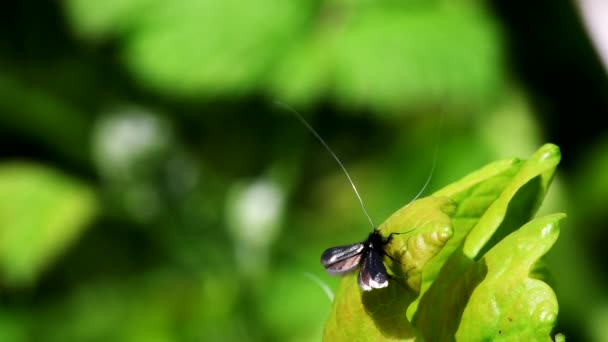 Groene Langhoornvlinder Vorm Van Liefde Latijnse Naam Adela Reaumurella — Stockvideo