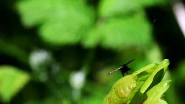 Zielona Moth Longhorn Dowód Miłości Łacińskie Imię Adela Reaumurella — Wideo stockowe