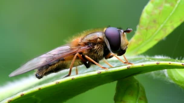 Schwebfliege Nahaufnahme Film Auf Einem Blatt — Stockvideo