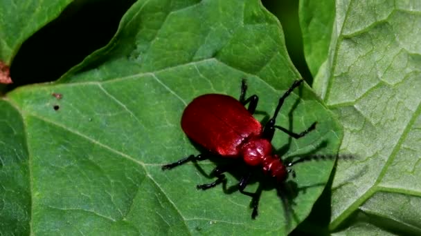 Close Film Cardinale Scarabeo Rosso Una Foglia Suo Nome Latino — Video Stock