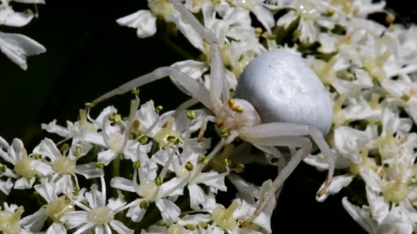 花にカニのクモ ラテン語名はMisumena Vatia — ストック動画
