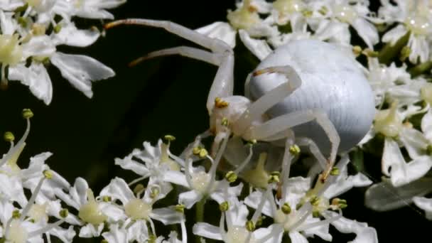 Araña Cangrejo Una Flor Nombre Latín Misumena Vatia — Vídeos de Stock