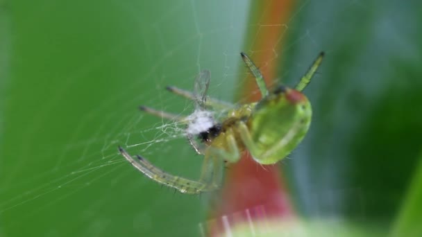 Araña Verde Pepino Araña Orbe Verde Pepino Con Presa Nombre — Vídeos de Stock