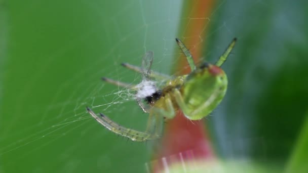 Concombre Araignée Verte Concombre Orbe Verte Araignée Avec Proie Son — Video