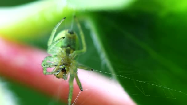 Concombre Araignée Verte Concombre Orbe Verte Araignée Avec Proie Son — Video