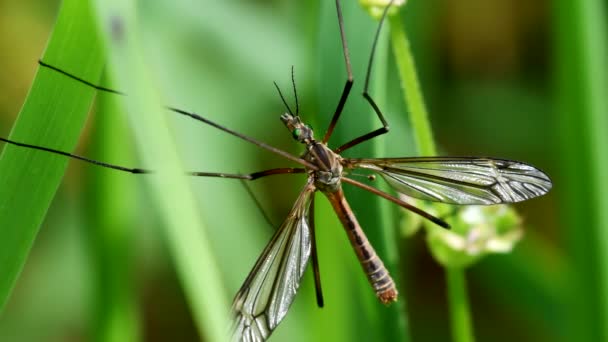 Närbild Film Crane Fly Ett Löv — Stockvideo