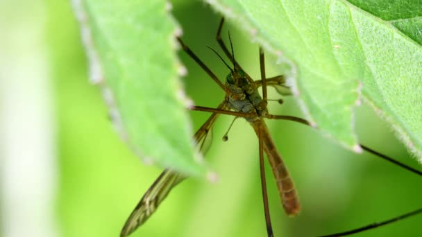 Primo Piano Film Crane Fly Una Foglia — Video Stock