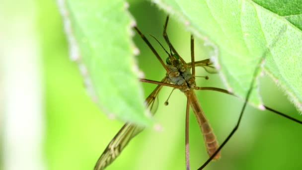 Closeup Film Crane Fly Listu — Stock video