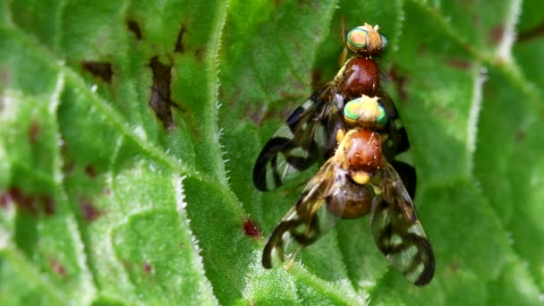 Primo Piano Film Celery Fly Coppia Copulazione Una Foglia — Video Stock