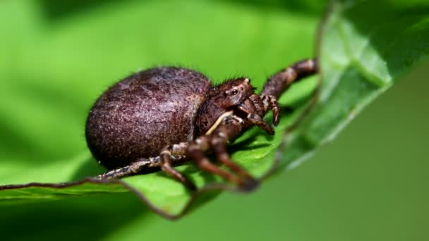 葉の上に一般的なカニのクモ ラテン語名はXysticus Cristatus — ストック動画