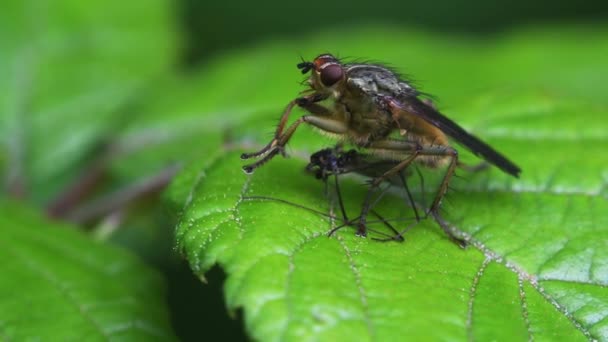 Close Film Yellow Dung Fly Een Blad Haar Latijnse Naam — Stockvideo