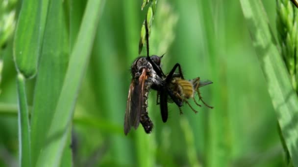 食肉动物和食肉动物 跳舞的苍蝇吃黄粪苍蝇 — 图库视频影像