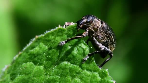 Pea Weevil Alimenta Una Hoja Nombre Latín Sitona Hispidulus — Vídeo de stock