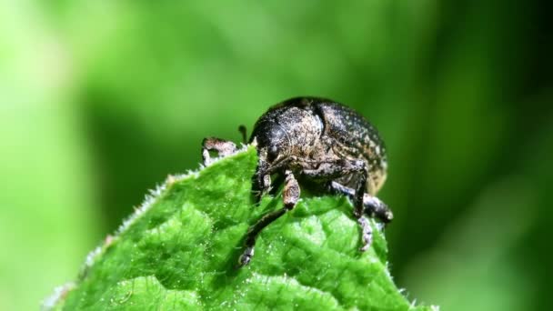 Ervilha Weevil Alimenta Uma Folha Seu Nome Latino Sitona Hispidulus — Vídeo de Stock