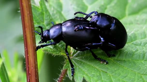Bloody Nosed Beetle Copulation — Stock Video